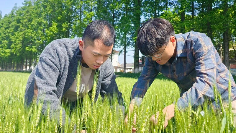 揭秘增產(chǎn)背后的&ldquo;浙農(nóng)耘&rdquo;服務密碼